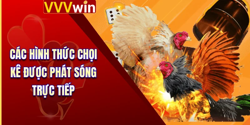 Đá Gà Trực Tiếp - Sức Hấp Dẫn Khó Cưỡng Từ 4 Trận Chiến 3 Các hình thức chọi kê được phát sóng trực tiếp