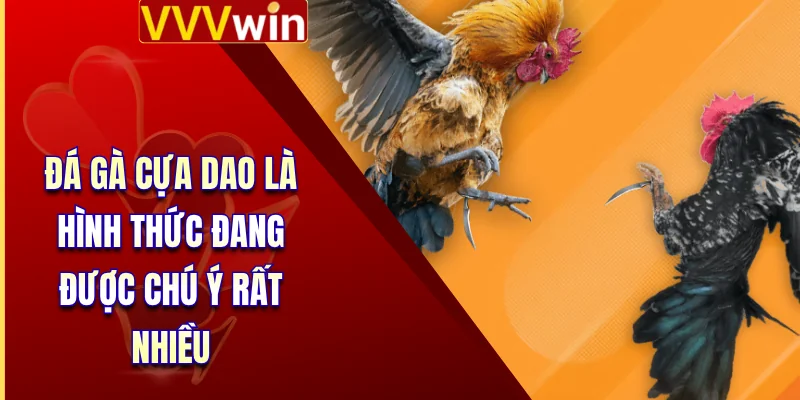 Đá Gà Cựa Dao - Những Quy Tắc Cá Cược Cần Biết Tại VVVWin 2 Đá gà cựa dao là hình thức đang được chú ý rất nhiều