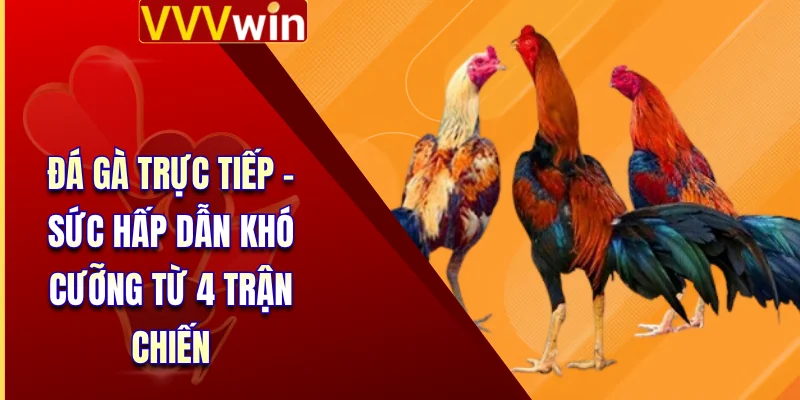 Đá Gà Trực Tiếp - Sức Hấp Dẫn Khó Cưỡng Từ 4 Trận Chiến 1 Đá Gà Trực Tiếp