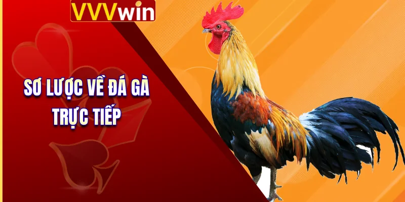 Đá Gà Trực Tiếp - Sức Hấp Dẫn Khó Cưỡng Từ 4 Trận Chiến 2 Sơ lược về đá gà trực tiếp